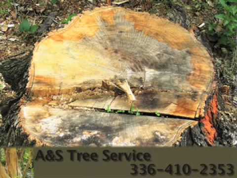 how to fertilize pecan trees in nc