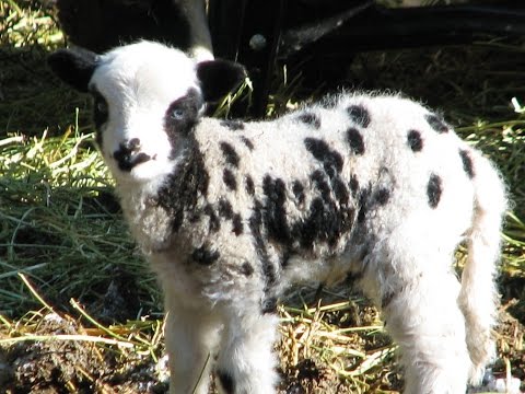 how to read the bible in a year