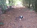Autumn day walk with the dog