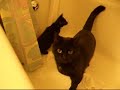 Kitteh! Kitteh!