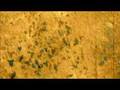 Titan's North Polar Region