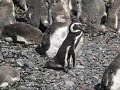 Magellanic Penguins of Punta Tombo, Argentina