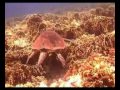 substef-allisola-di-tiran.html
