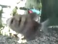 See our shiiping before caught discus 