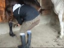 tanttani