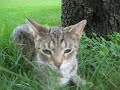 Manx Cat Named Blake in a Tree
