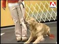 le dressage d'un chien.
capsule animag avec loisirs canins.

http://www.tele-mag.com/