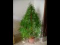 A Christmas \"do it yourself\" :) A Christmas \"do it yourself\" :)