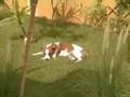 Frits in tuin