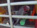 See Video