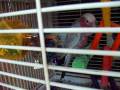videos de Bandit's Traveling Style