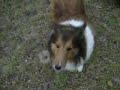 Tess the happy sheltie