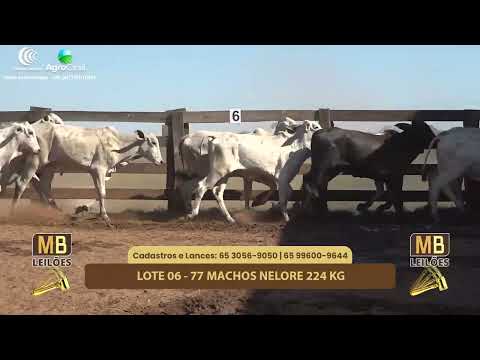 507� LEIL�O VIRTUAL MB LEIL�ES