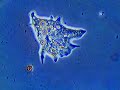 Amoeba Clip 3 Amoeba Clip 3
