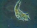Amoeba Clip 3