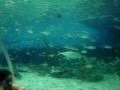 videos de Julius at Manila Ocean Park