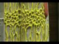 Sarcomere Model Organelles