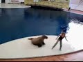 foca bailadora