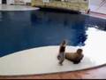 foca bailadora