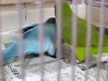 オキナインコの発情