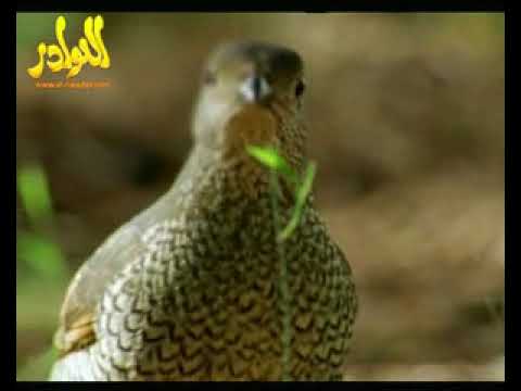 الفحل النجدي المشهور برقان من اشهر الاغنام النجديه في الجزيره العربيه
