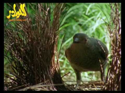طائر الطاقة يجهد نفسه بجمع كل ماهو غريب لتزين عشه
