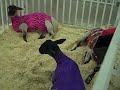 Flaming Sheep
