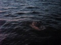 Bay of Fundy Shark Fishing