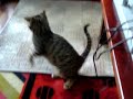 　昨年（2006年）亡くなったジョン（ビーグル犬）のハウスを仮の宿にしている、野良猫親子の日常の様子を観察するためにライブカメラを設置しました。　URL http://furakutaru.jp/cat/　このビデオは携帯電話のカメラで撮影しました。