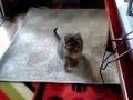 野良猫親子に関する観察メモ・じゃれて遊ぶ３匹…