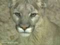 Mountain-Lions-in-Ar