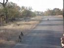 Chacma Baboons at Kruger Park Chacma Baboons at Kruger Park