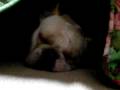 French bulldog, MIRCO 083 コタツってあったかいなー