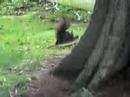 Weird Squirells