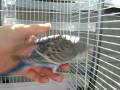 Young budgies