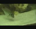 virgatus protomelas cobue