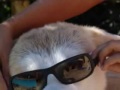 Meu cachorro Nayoro