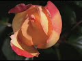 My Lord Oh Allah!-  Beautiful Nasheed