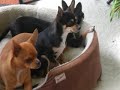 dog slide show