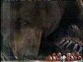 Bear-vs-Kobayashi-RE