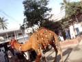 Camel Sacrifice by Rehman Family