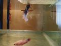 Taro & Sahara Spawning Taro & Sahara Spawning