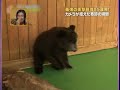 When bear meet her tiger