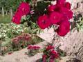Rosas y más rosas.../ Ed. I Susanalake
