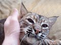 purring bobcat purring bobcat