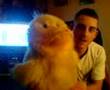 squawkin duck