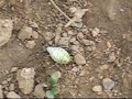 A weird-looking spider