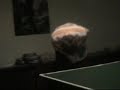Team DetoXX Ping Pong Team DetoXX Ping Pong
