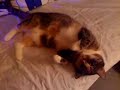Horny cat Horny cat