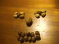 Food- Snail Bob